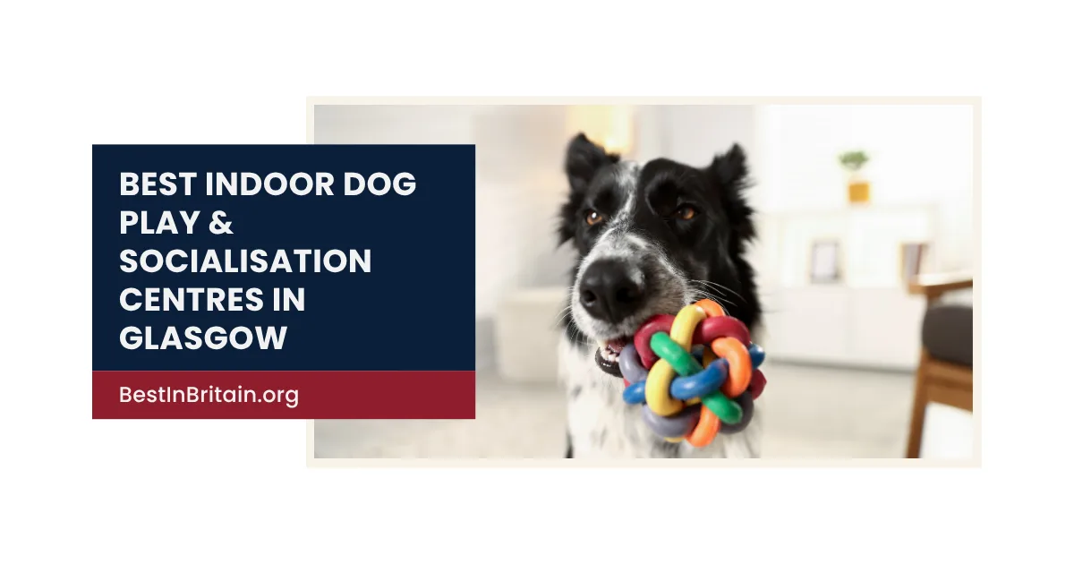 The 4 Best Indoor Dog Play & Socialisation Centres in Glasgow Pups Love